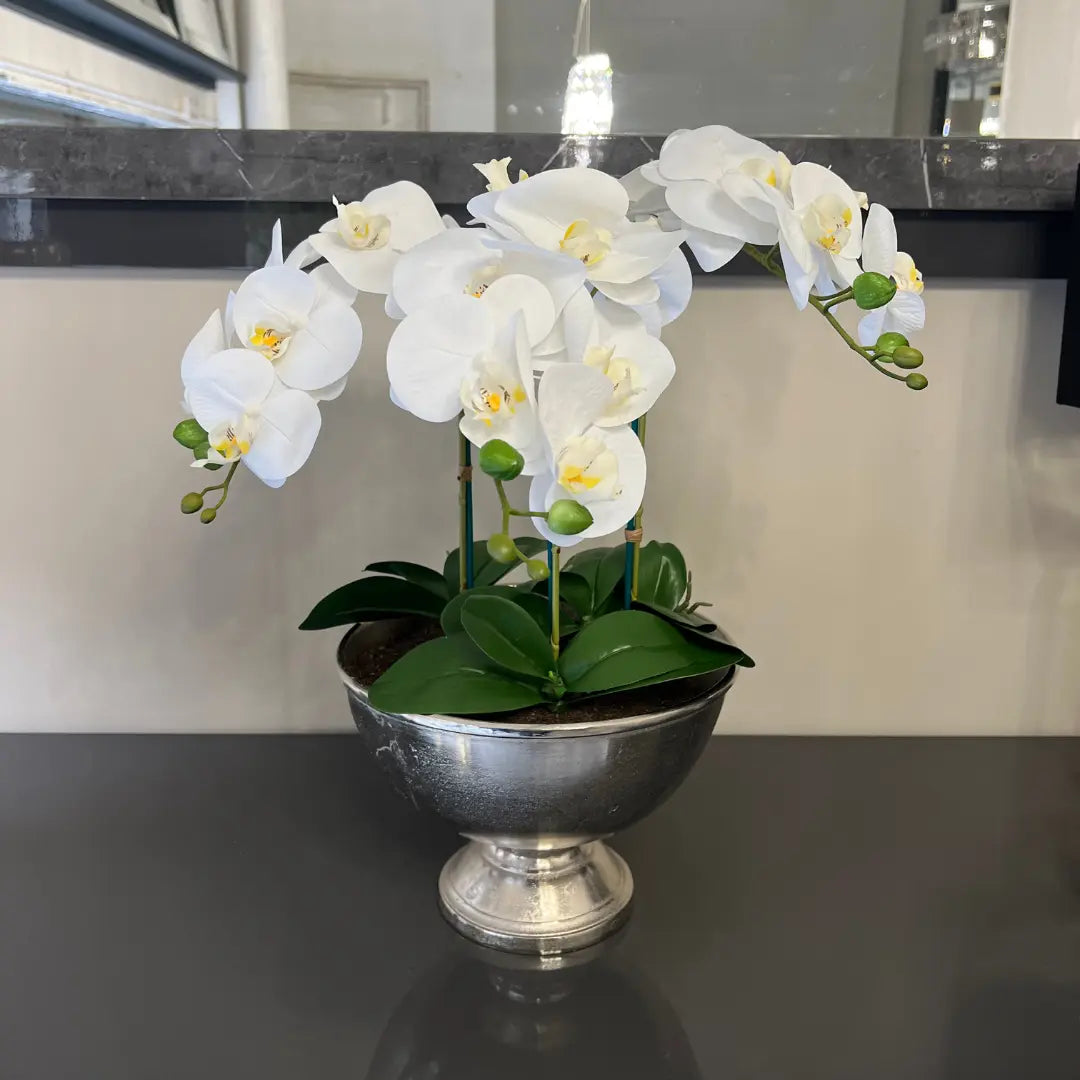 Faux White Orchid in Bamburgh Silver Pot Home Store Living