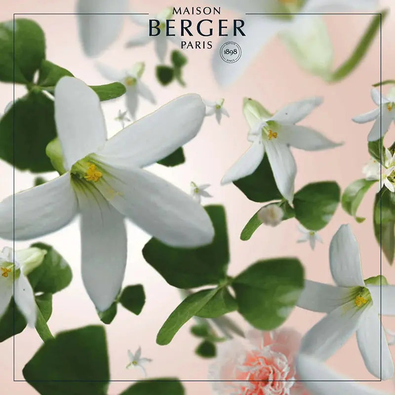 Maison Berger Frozen Clarity Precious Jasmine Reed Diffuser Maison Berger Paris