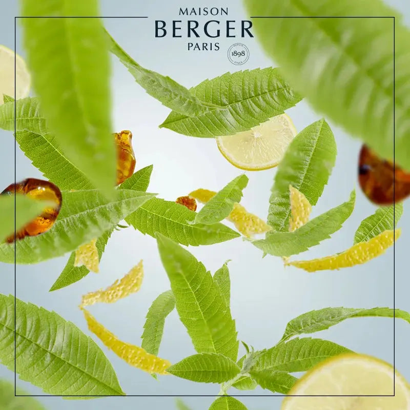 Maison Berger Savory Tangerine, Zest of Green Orange & Radiant Bergamot Refill 3 Pack Maison Berger Paris